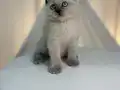 IRK VE SAĞLIK GARANTİLİ BRİTHİS SHORT HAİR YAVRULARIMIZ