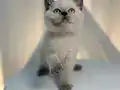 IRK VE SAĞLIK GARANTİLİ BRİTHİS SHORT HAİR YAVRULARIMIZ
