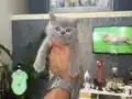 IRK VE SAĞLIK GARANTİLİ BRİTHİS SHORT HAİR YAVRULARIMIZ