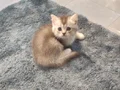 IRK VE SAĞLIK GARANTİLİ BRİTHİS SİLVER YAVRULARIMIZ 
