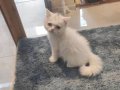 IRK VE SAĞLIK GARANTİLİ BRİTHİS YAVRULARIMIZ