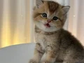 IRK VE SAĞLIK GARANTİLİ BRİTHİS GOLDEN YAVRULARI