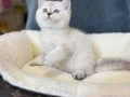 IRK VE SAĞLIK GARANTİLİ BRİTHİS SHORTHAİR 