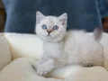 IRK VE SAĞLIK GARANTİLİ BRİTHİS SHORTHAİR 