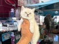 IRK VE SAĞLIK GARANTİLİ BRİTHİS YAVRULARIMIZ 