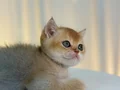 IRK VE SAĞLIK GARANTİLİ BRİTHİS YAVRULARIMIZ 