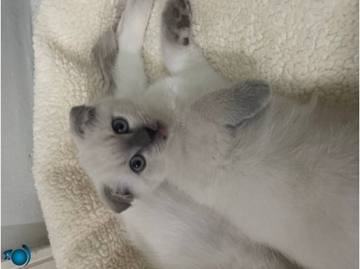 Bu kızımız dünya tatlısı kacırmayın 