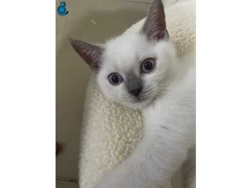 Britsh erkek 2 aylık yavrumuz 