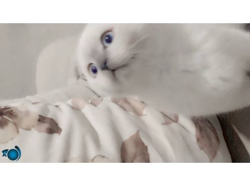 Sahiplenmeye hazır iki güzel kızlarım sağlık ve aşırı güzell