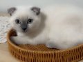 Muhteşem Scottish fold blue point kızlarım çok güzeller 