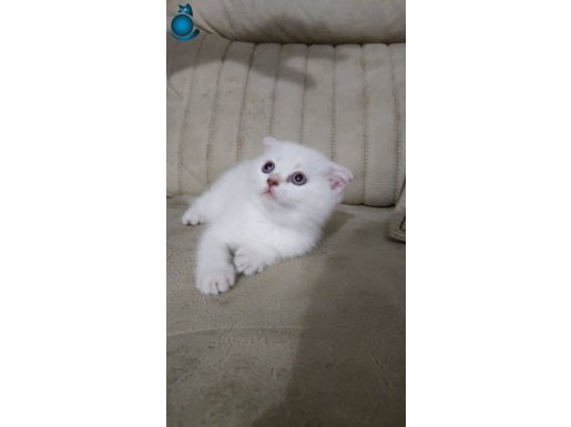 SAF KAN IRK TEK YAVRU DİŞİ 