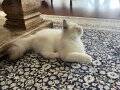 3.5 Aylık Bicolor Ragdoll
