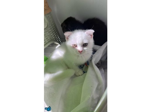 Kediler aileniz olur