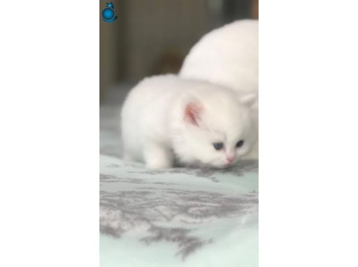 Safkan sevimli yavrular 