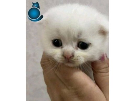 Sevimli neşeli oyuncu bebişler