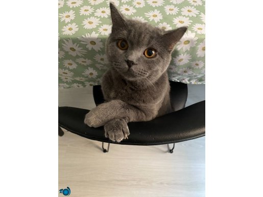 Ücretsiz Çok Acil Dişi