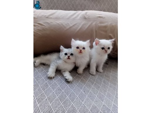 Çok güzel british sh british Lo