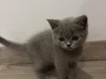 Taşınma nedeniyle 3 aylık gri kedimize bir yuva arıyoruz