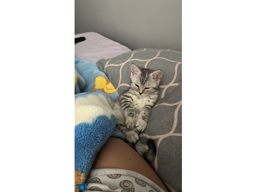 İki aylık british oyun oynamayı çok sever