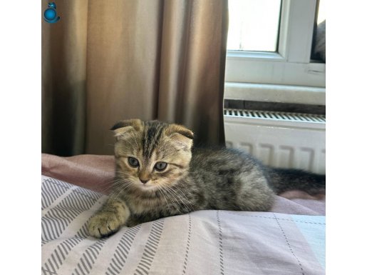 2 aylik kedi yavruları 