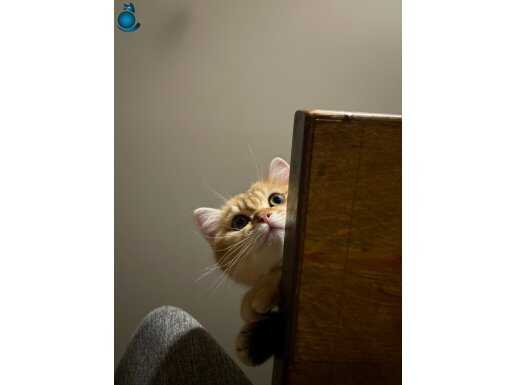 Golden british shorthair yavru 