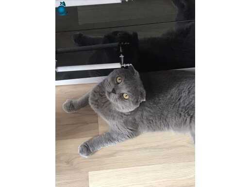 Uysal sevimli yakışıklı