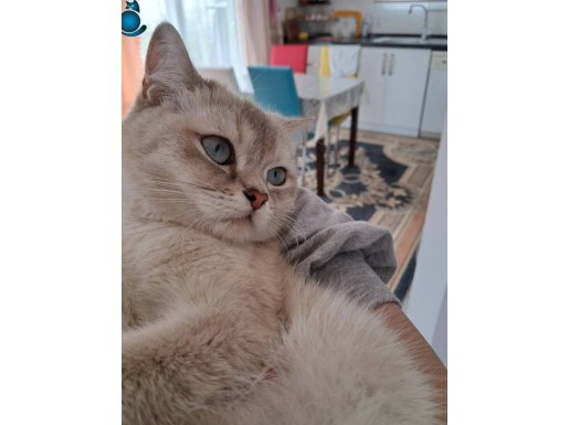 Kalbimin Parçası Olan Badem için Ömürlük Yuva Arıyorum.