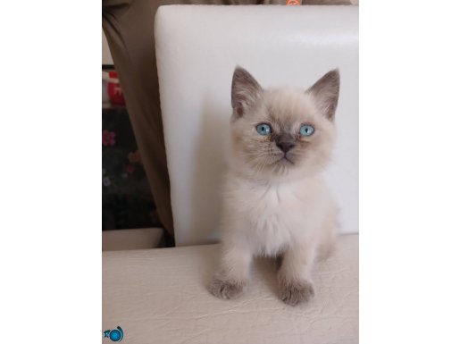 British shorthair dişi yavru kedi