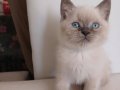 British shorthair dişi yavru kedi
