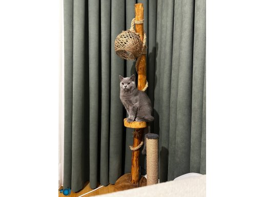 Ömürlük yuvasını arıyor. “ÜCRETSİZ” sahiplendirilecek