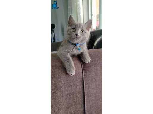 Sevimli 4 adet 2 aylık british shorthair yavru kediler