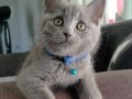 Sevimli 4 adet 2 aylık british shorthair yavru kediler