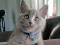 Sevimli british shorthair yavru kediler