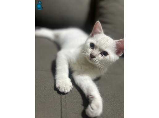 Sevecen ve oyuncu oğlumuz yeni yuvasını arıyor