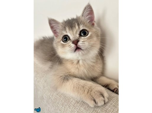 Aşırı sevecen oyuncu oğluşumuza yemi yuva 