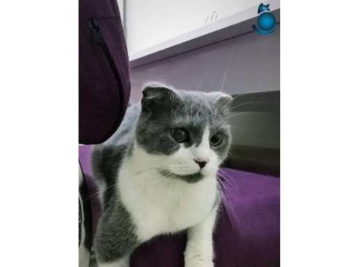 2.5 yaşında Scottish