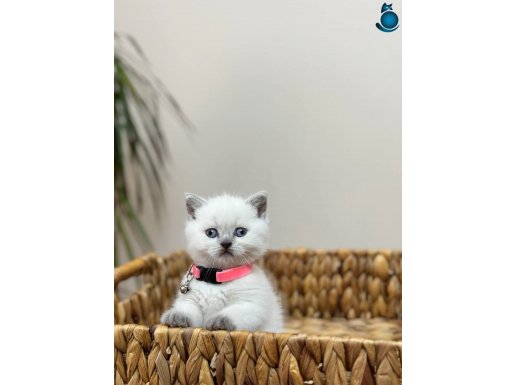 British blue point yavrularimiz 