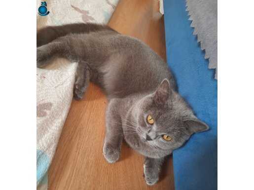 british shorthair