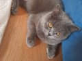 british shorthair