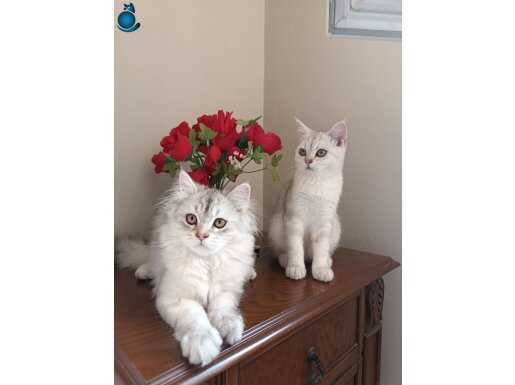 1 Dişi 1 Erkek British Shorthair Kediler(Kardeşler)