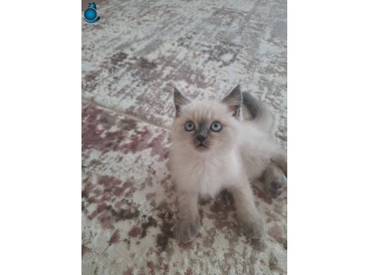 British shorthair dişi yavru