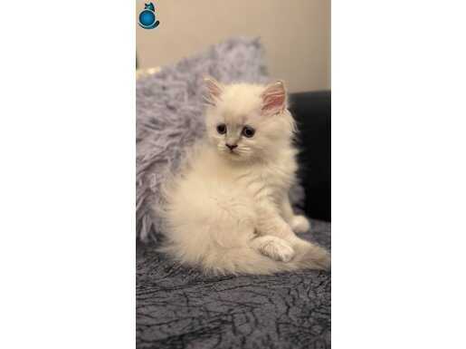 British longhair
