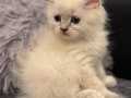 British longhair