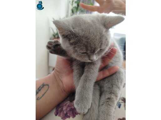 İki Tomris aşk ve burger 