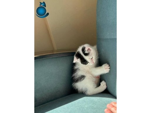 Brıtısh shorthair kırması ücretsiz 