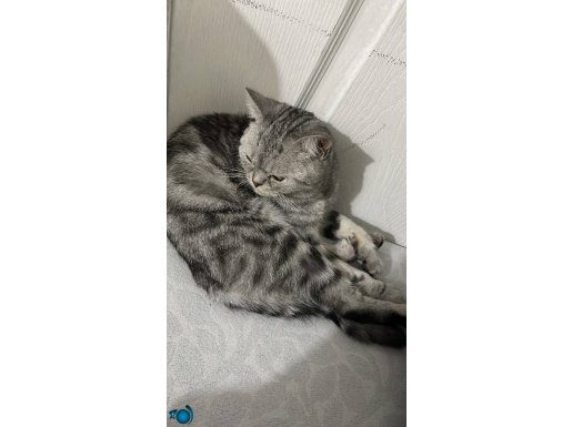 Ücretsiz acil sahiplenmek isteyen yazsın ciddi alıcılar ltfn