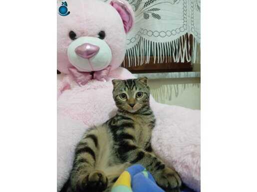 Ona iyi bakıcak birini arıyoruz 