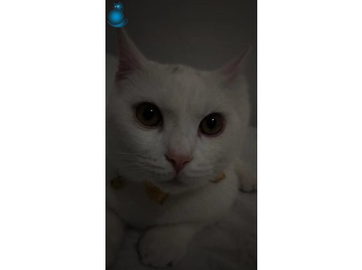 Süt beyazı BRİTİSH 