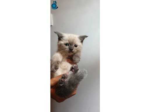 Bal bebeklerimiz yeni yuvalarını arıyor