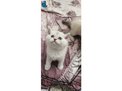 Bristh scotish blue point tabby